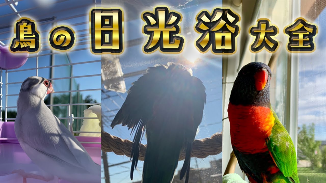 【完全版】鳥の日光浴大全