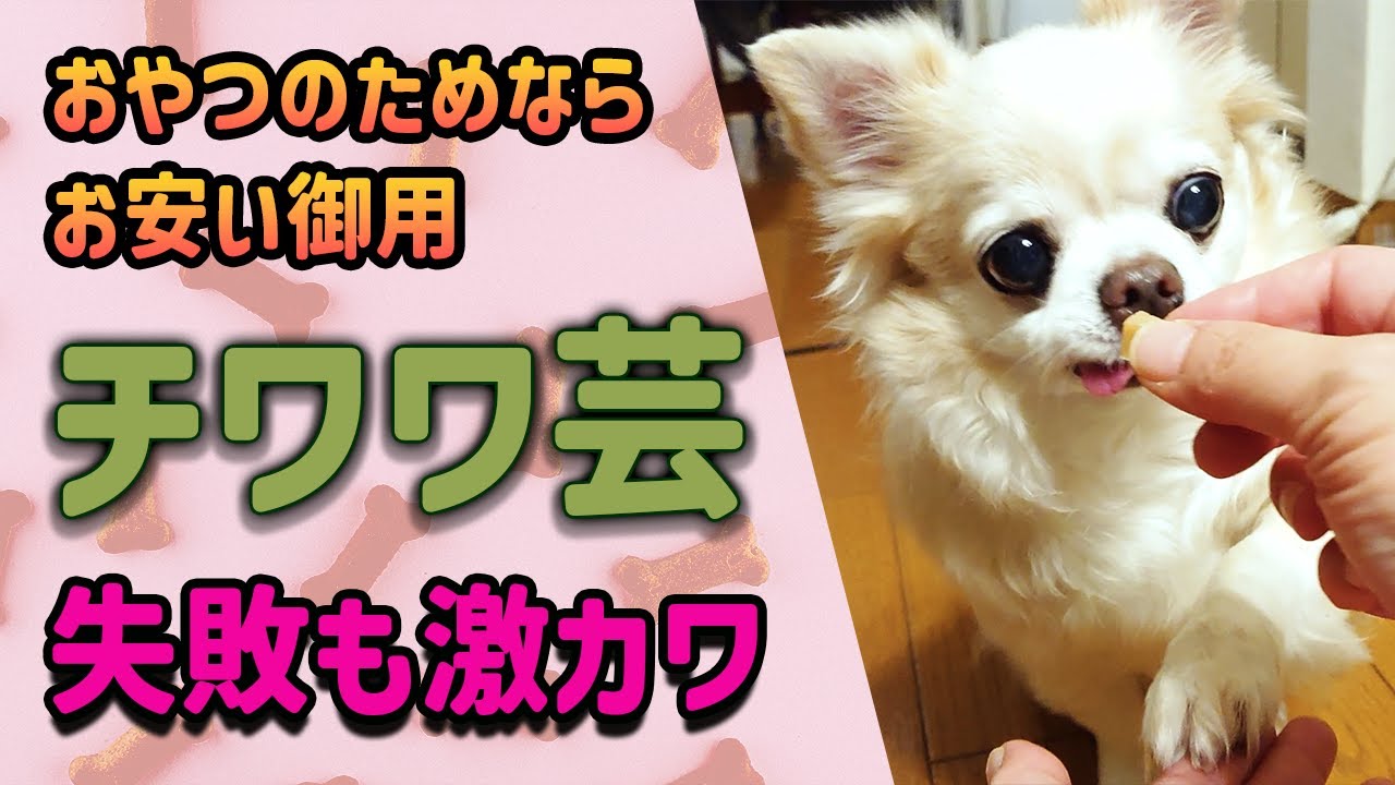 【ペット動画】（YouTube公開）