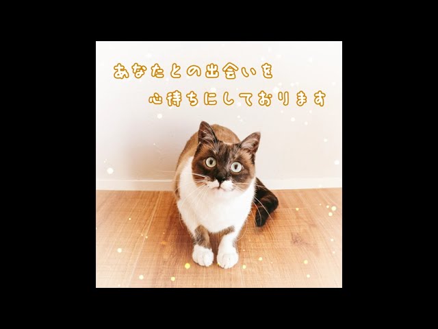 猫シェルター広告動画