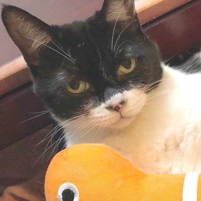 衰弱して声も枯れた子猫　出会いはミクシィの掲示板　「自分から寄ってきたね」愛情注がれ今13歳