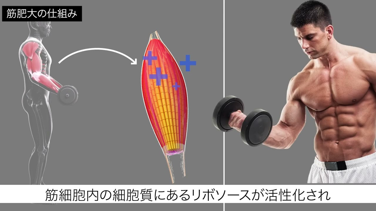筋トレ動画サンプル
