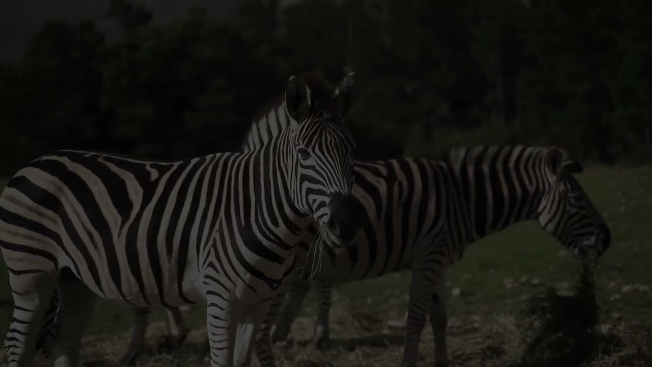 天王寺動物園　ナイトZOO　PR動画