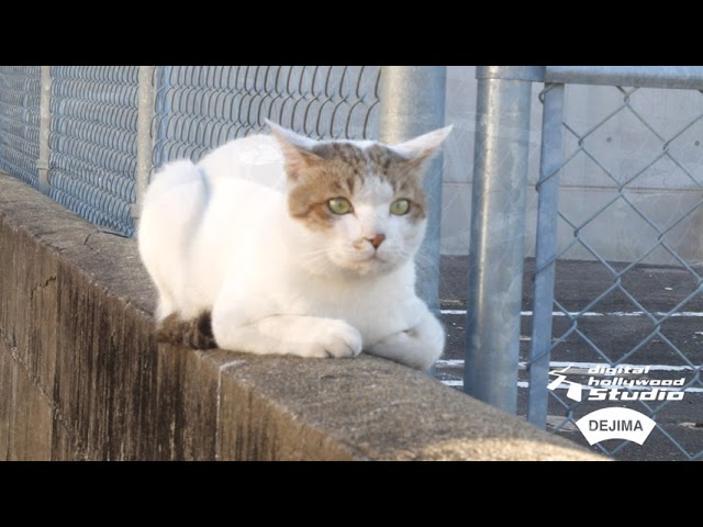 【サンプル】銅座猫動画