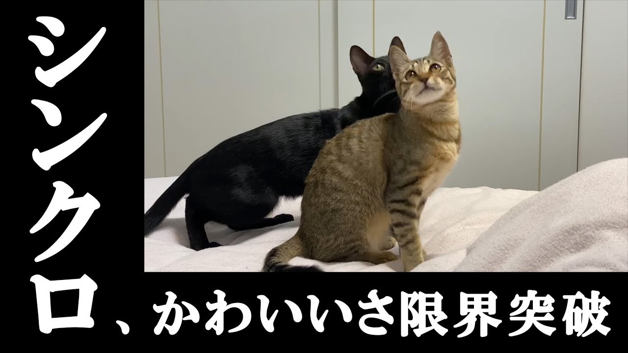 さすが兄妹！シンクロ率高すぎ！