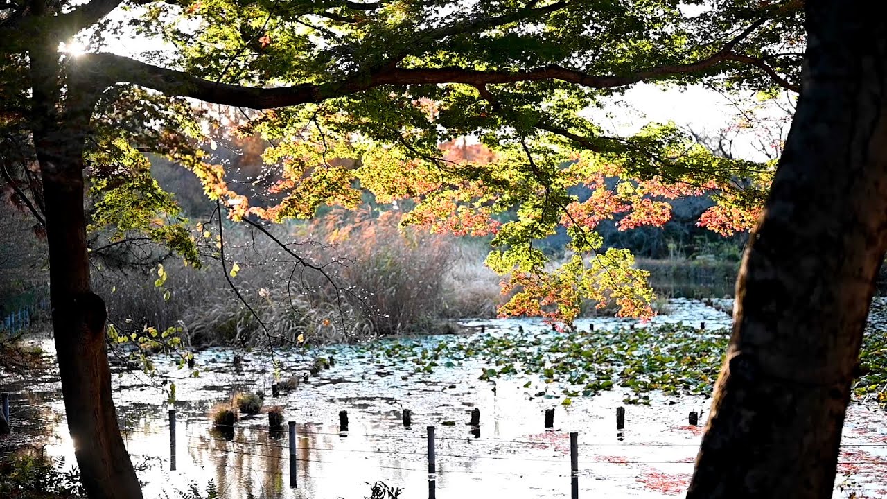 Autumn nature in Tokyo in 2020