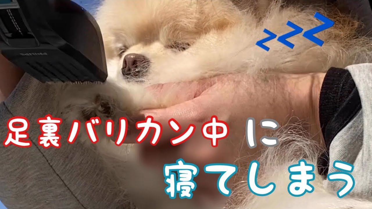 ec、かわいい