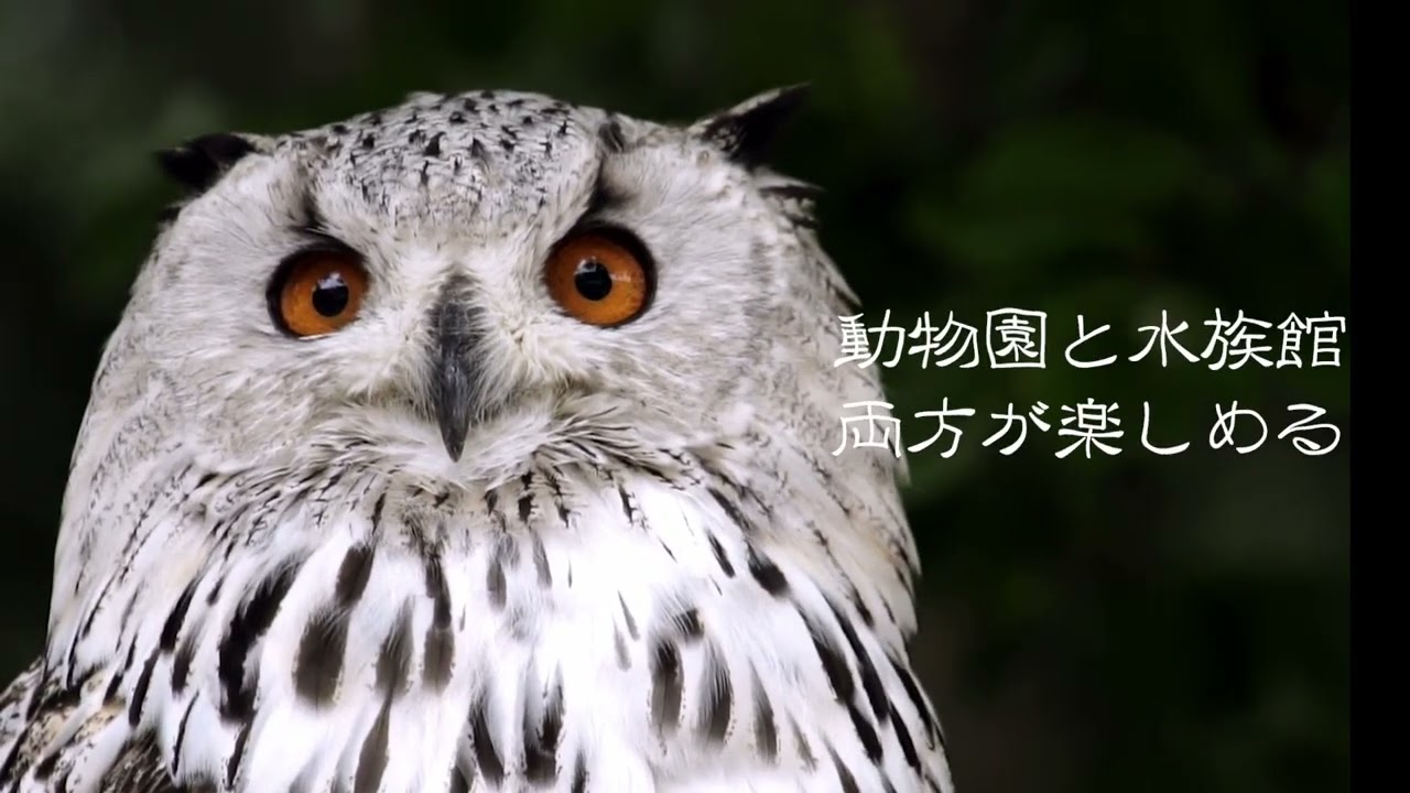 スージーナイト30秒広告