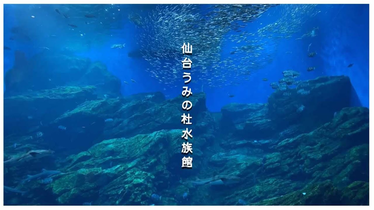 【作ってみた】仙台うみの杜水族館　PR動画