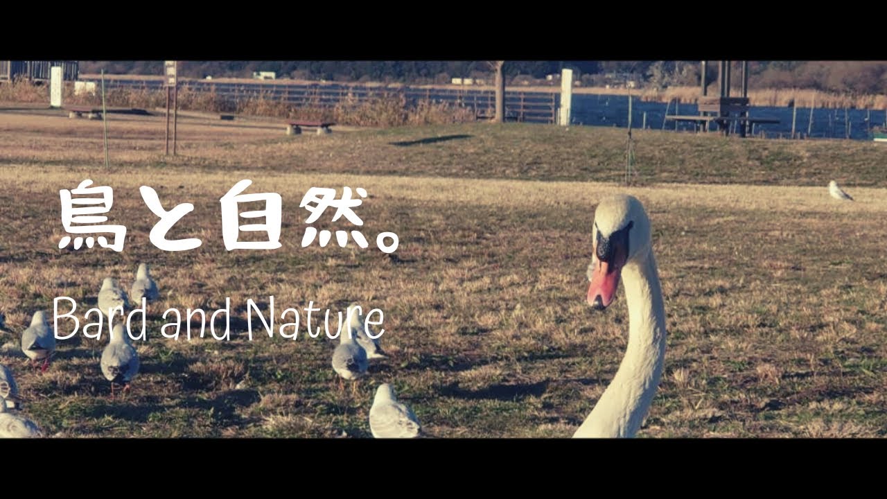 iPhone14だけで撮った鳥たちの映像作品。/ 牛久沼水辺公園