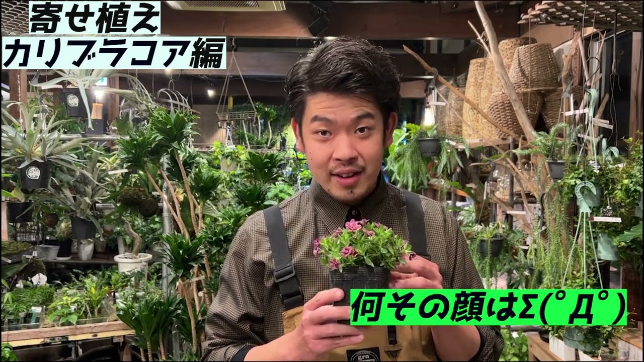 花屋の倅