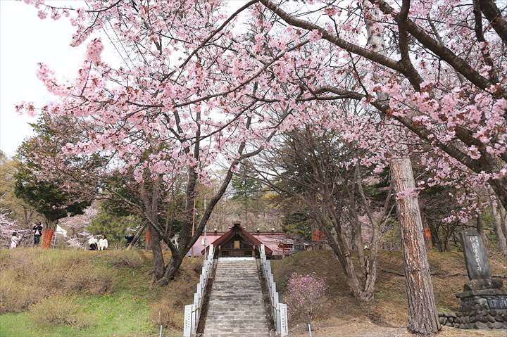 新得神社の桜 | 山肌を埋め尽くす桜の風景と大展望を楽しむ