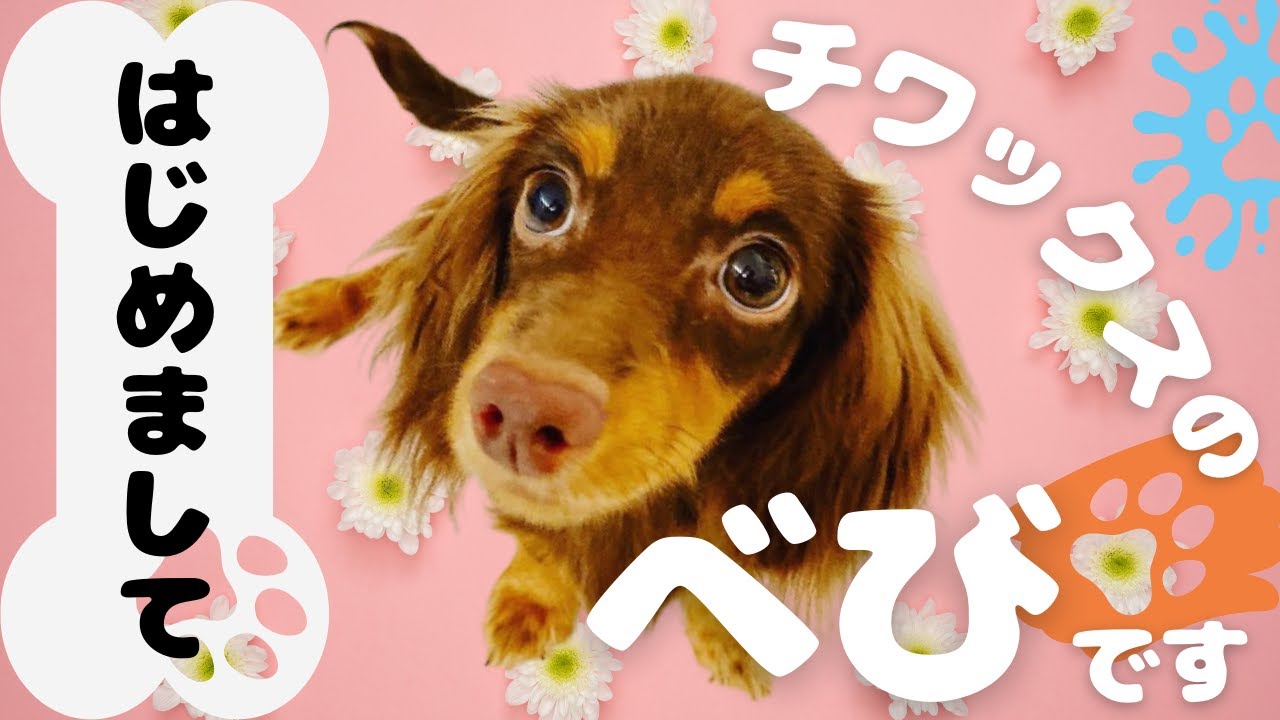 youtube、ペット