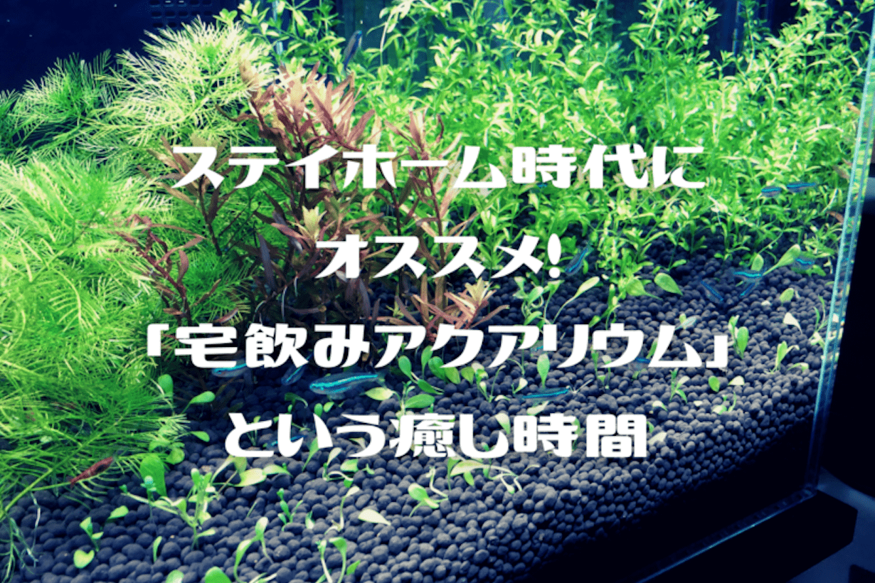 ステイホーム時代にオススメ！「宅飲みアクアリウム」という癒し時間 | となりのカインズさん