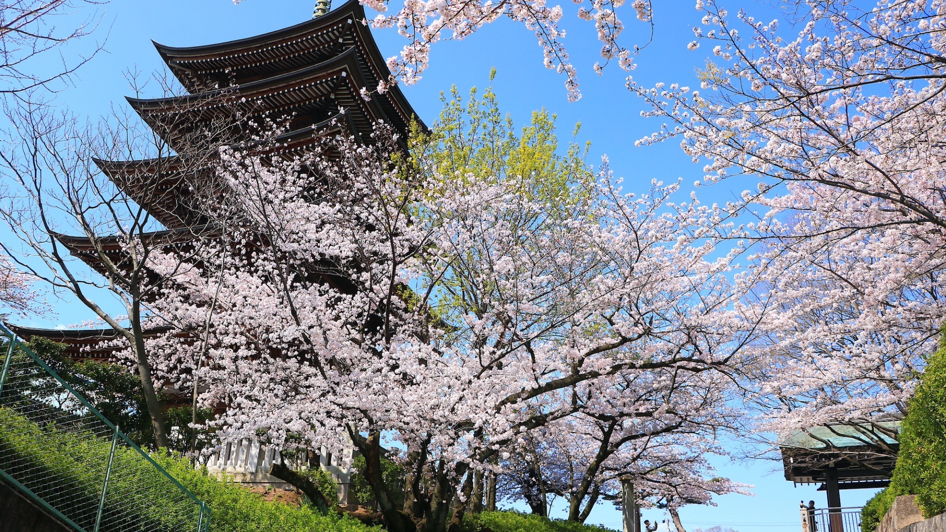 【名古屋市千種区】名古屋の春のコラボレーション「覚王山日泰寺」10枚の写真で春のワンシーンをお届け - 土庄雄平 | Yahoo! JAPAN クリエイターズプログラム