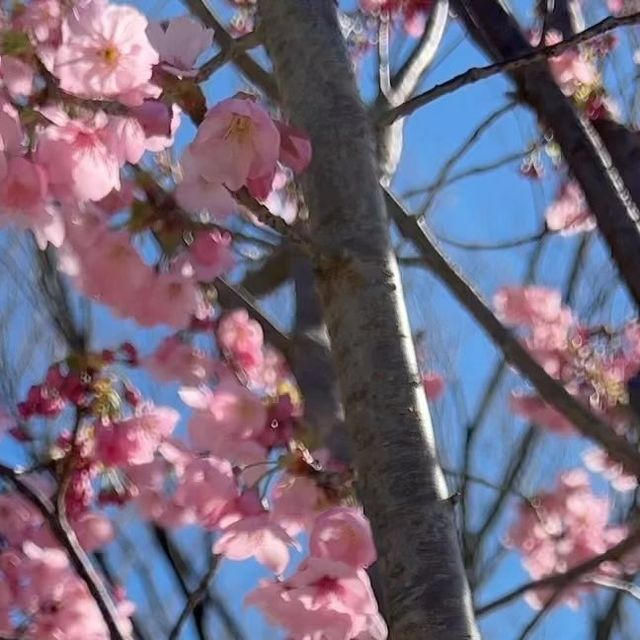 design、動画撮影