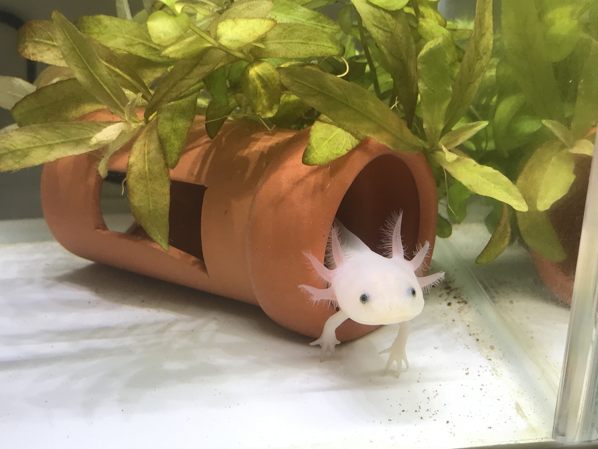 環境、かわいい