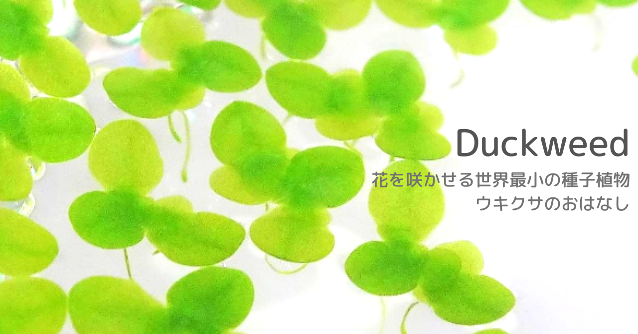 note、植物