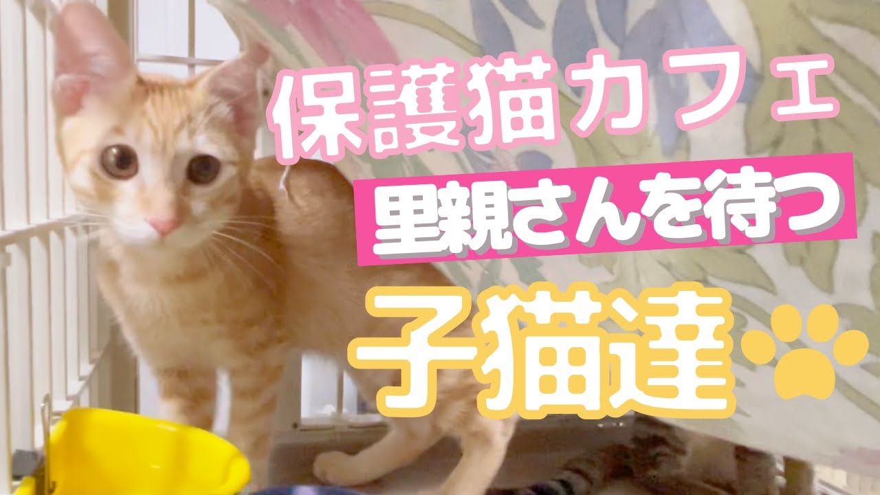 YouTube動画