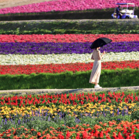 japan、ラベル