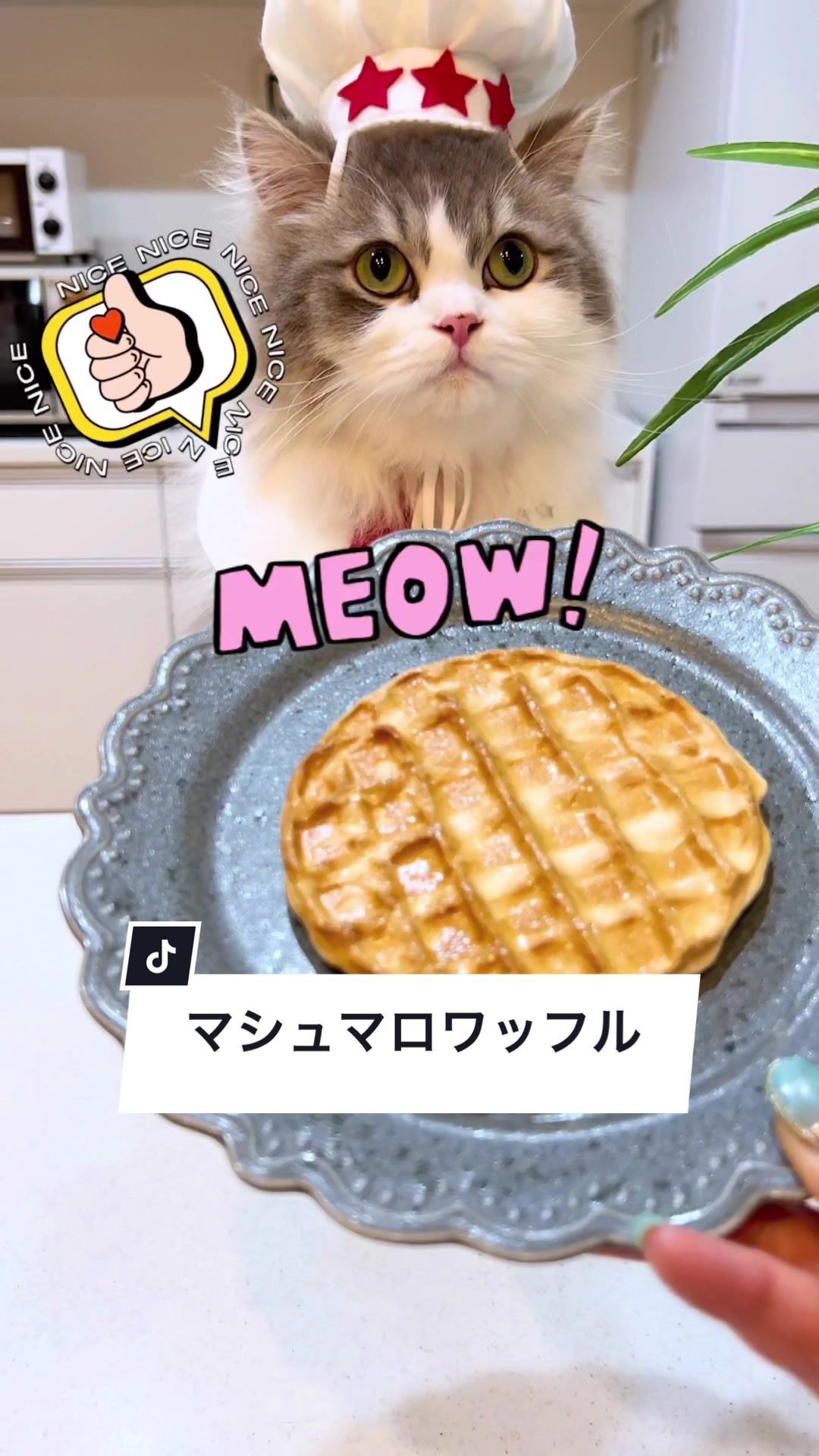 live2d、tiktok運用
