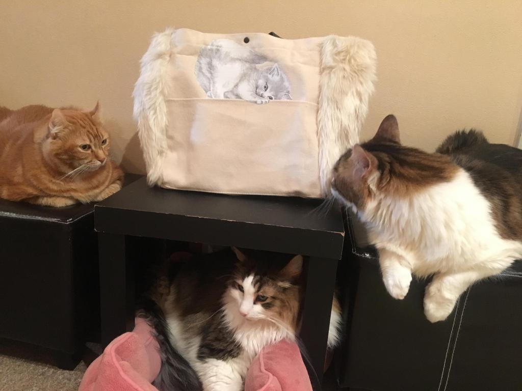 ホンモノ猫さまと一緒にレビュー♪ふさふさで可愛い「白猫と黒猫のファーバッグ」