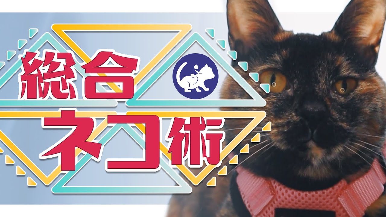 【猫リンピック！？】2021年オリンピック総合ネコ術決勝戦、勝者は誰！！！？？【自主制作】