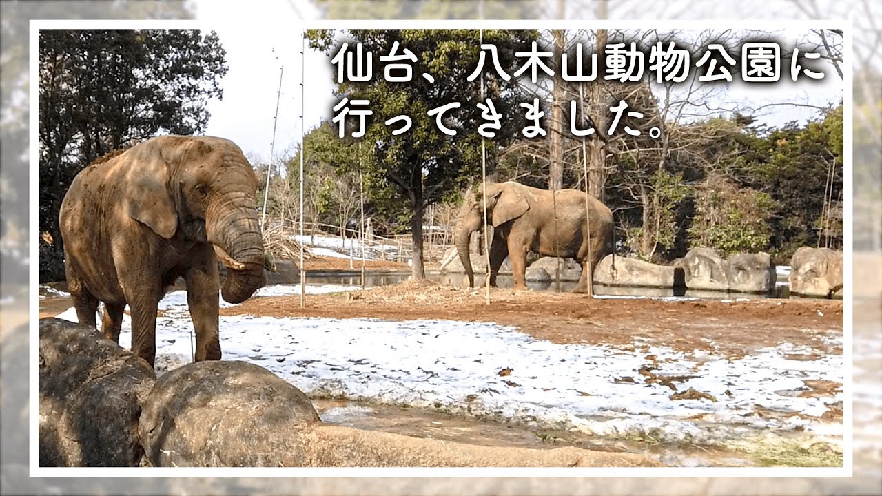 vlog『仙台動物園に行ってきた話』