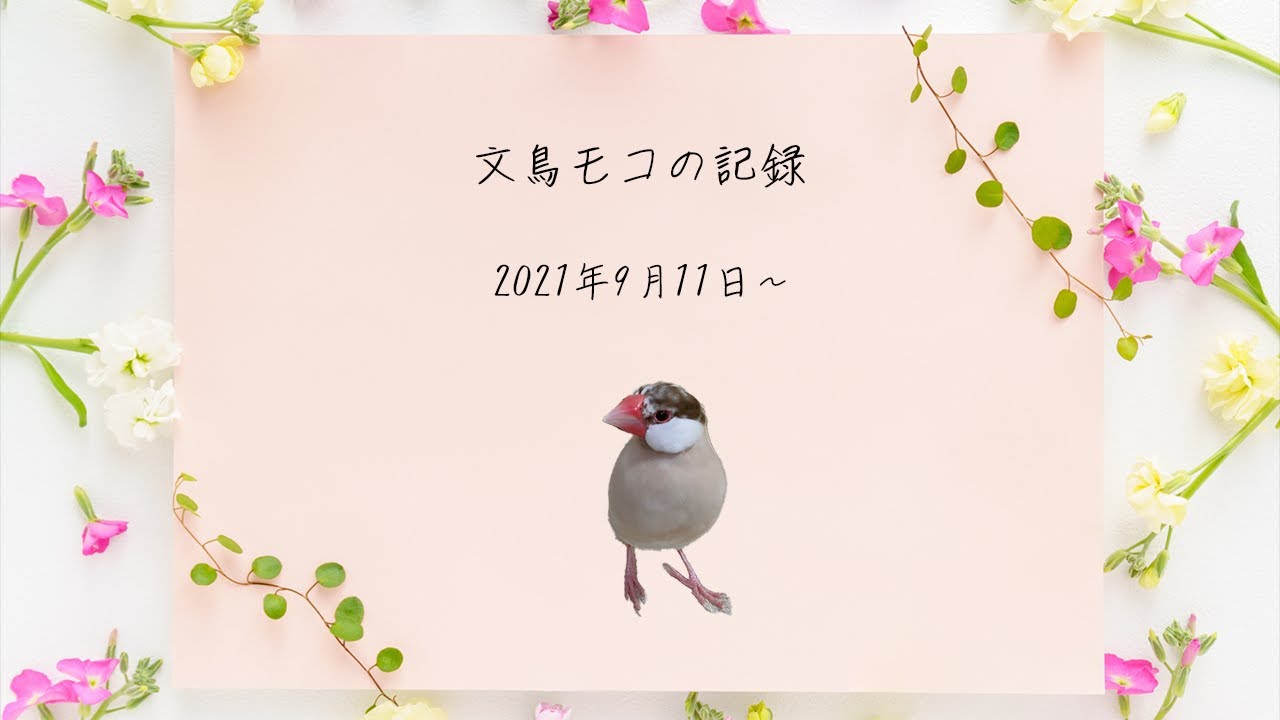 文鳥モコの記録