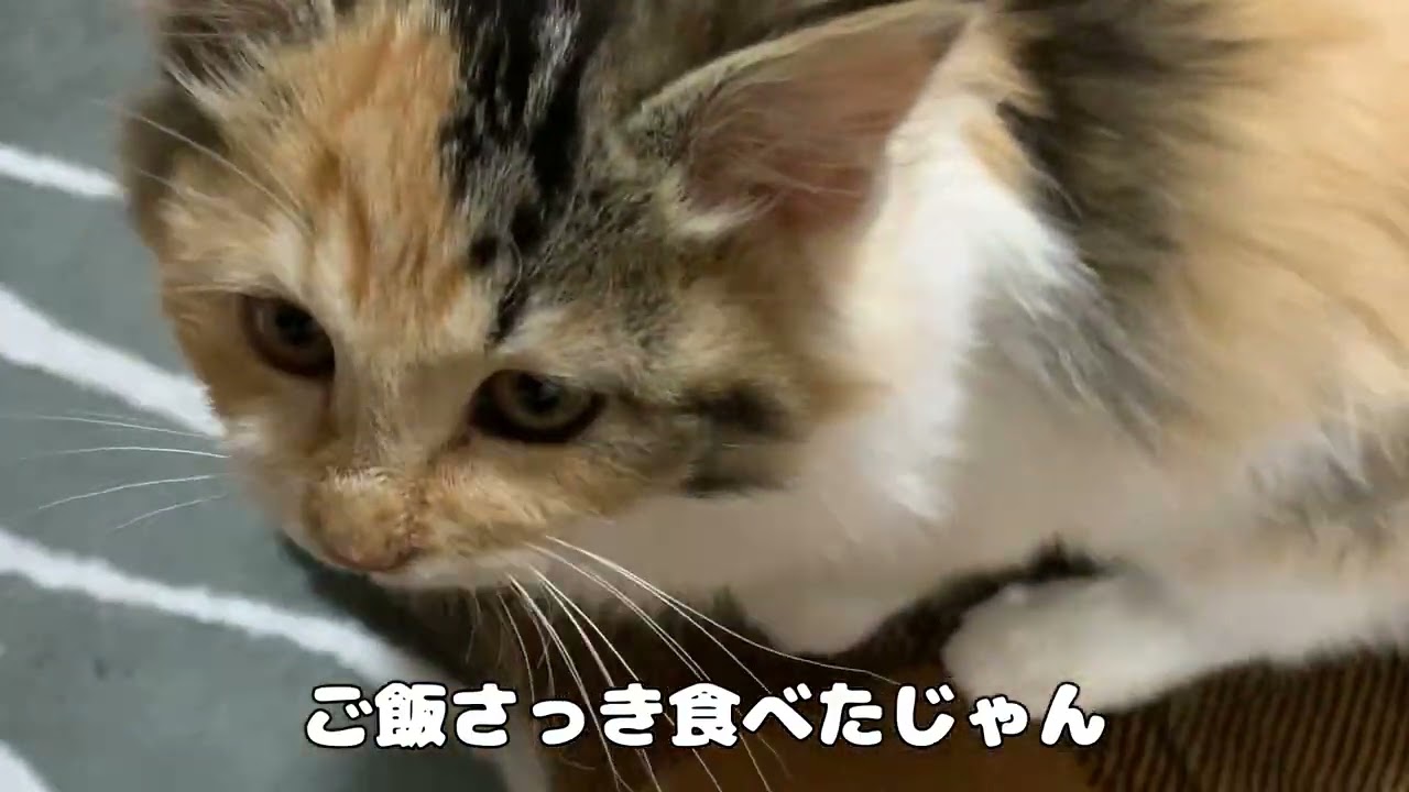 ペット、動画編集