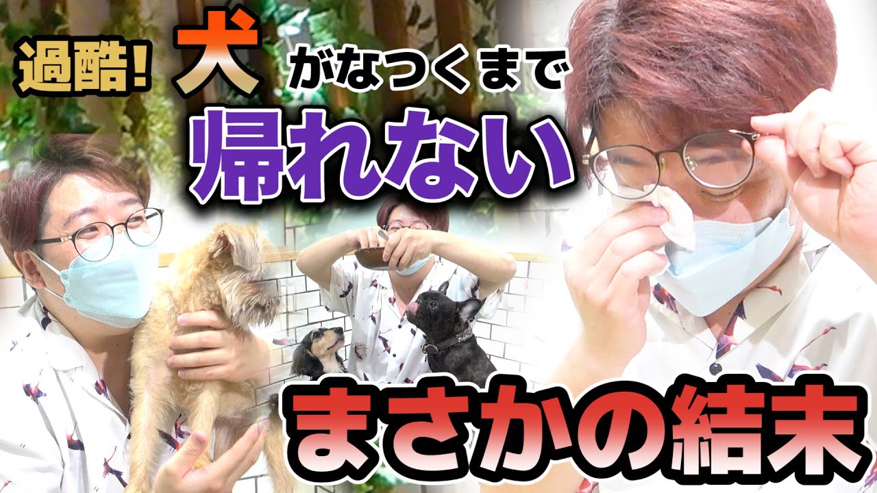 【合計○○時間】犬が懐くまで犬カフェから出られません！【自腹】