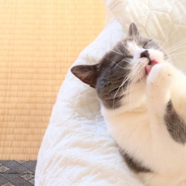 犬や猫のあくびは眠いときだけじゃない 知ると楽しい動物の