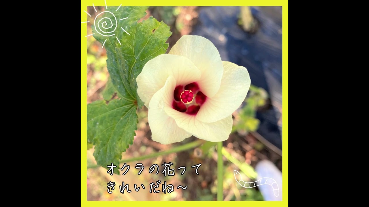 SNS用動画広告_Myfarm様【2023年1月まで公開可】