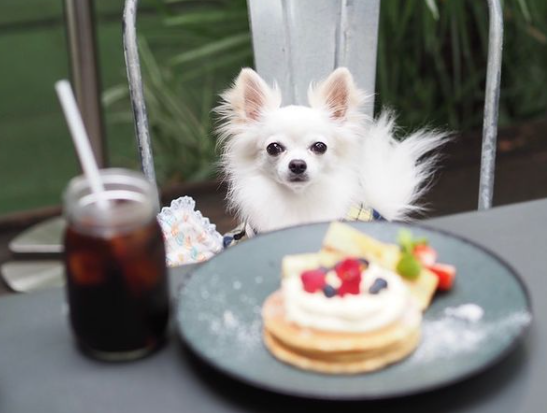 愛犬と行ける！港区のペット同伴OKなカフェ7選