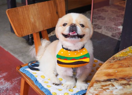【東京わんこOKカフェ】ヴィーガンメニューがあるペット同伴カフェ5選