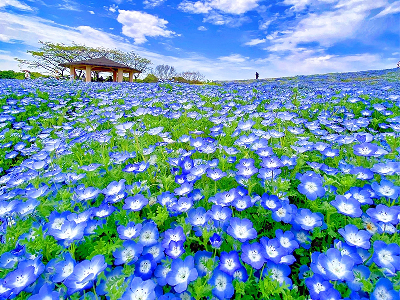 【2022年福岡県最新】この時期しか見られない春の絶景スポット16選