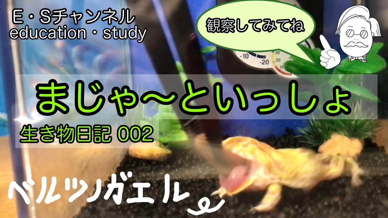ポートフォリオ、脚本