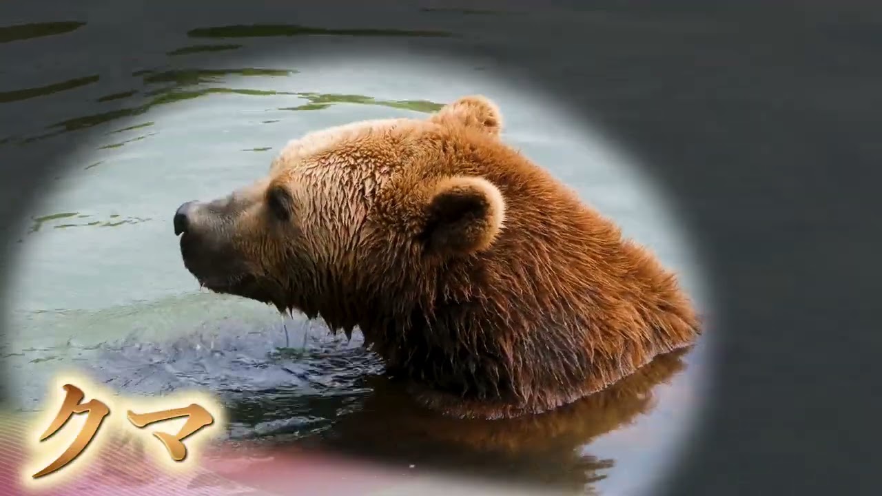 海の生き物、自主製作