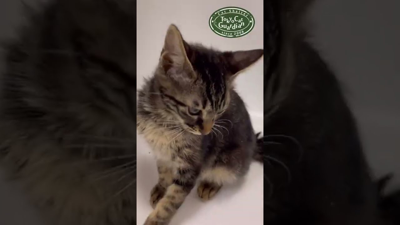 YouTubeショート動画