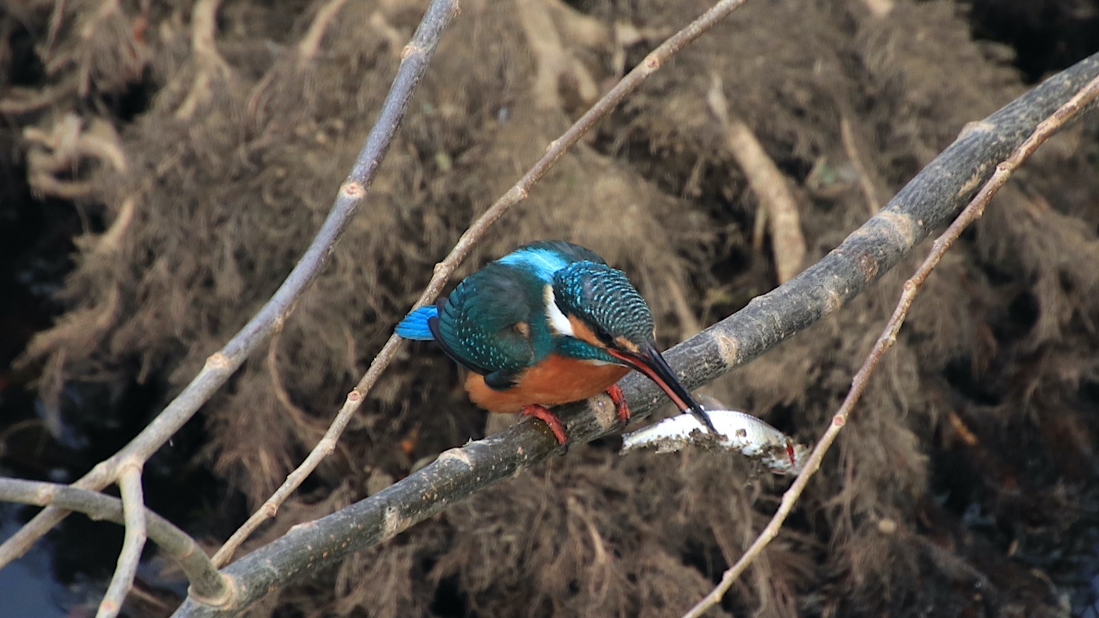 【名古屋市天白区】天白川小橋からカワセミを観察！実は野鳥の宝庫である天白川のワンシーン - 土庄雄平 | Yahoo! JAPAN クリエイターズプログラム