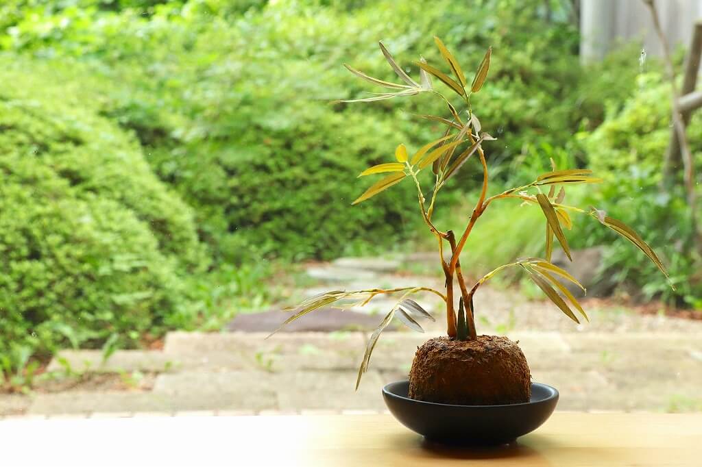 「持ちすぎない暮らし」シンプルライフのススメ