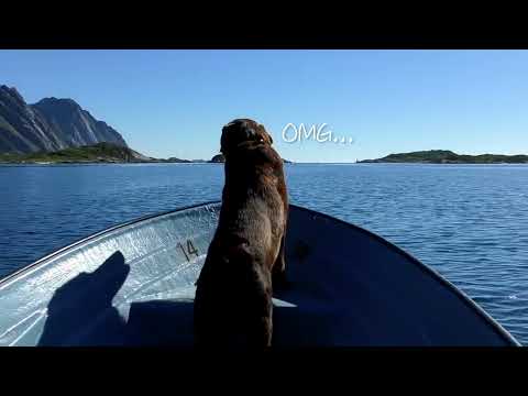 犬の旅（30秒版）