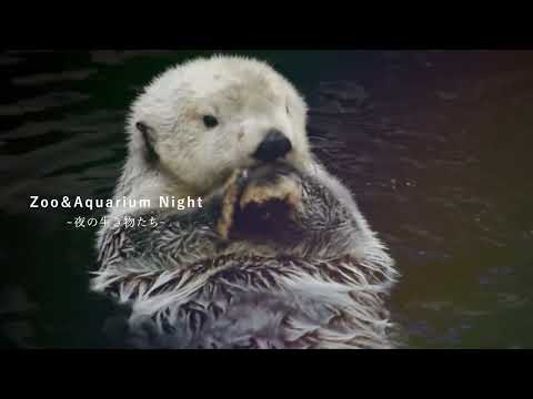 夜の動物水族園PR広告動画