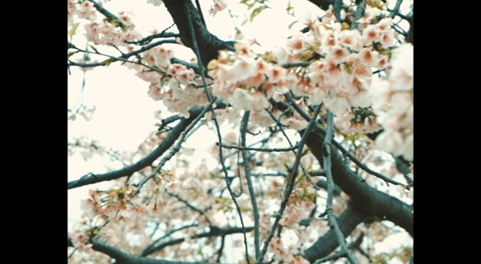 sakura 2021