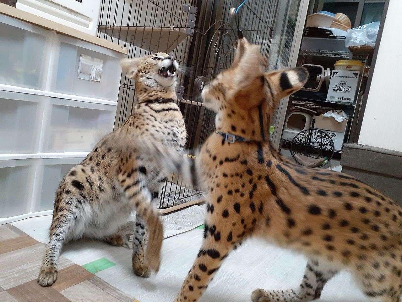 猫、バナー