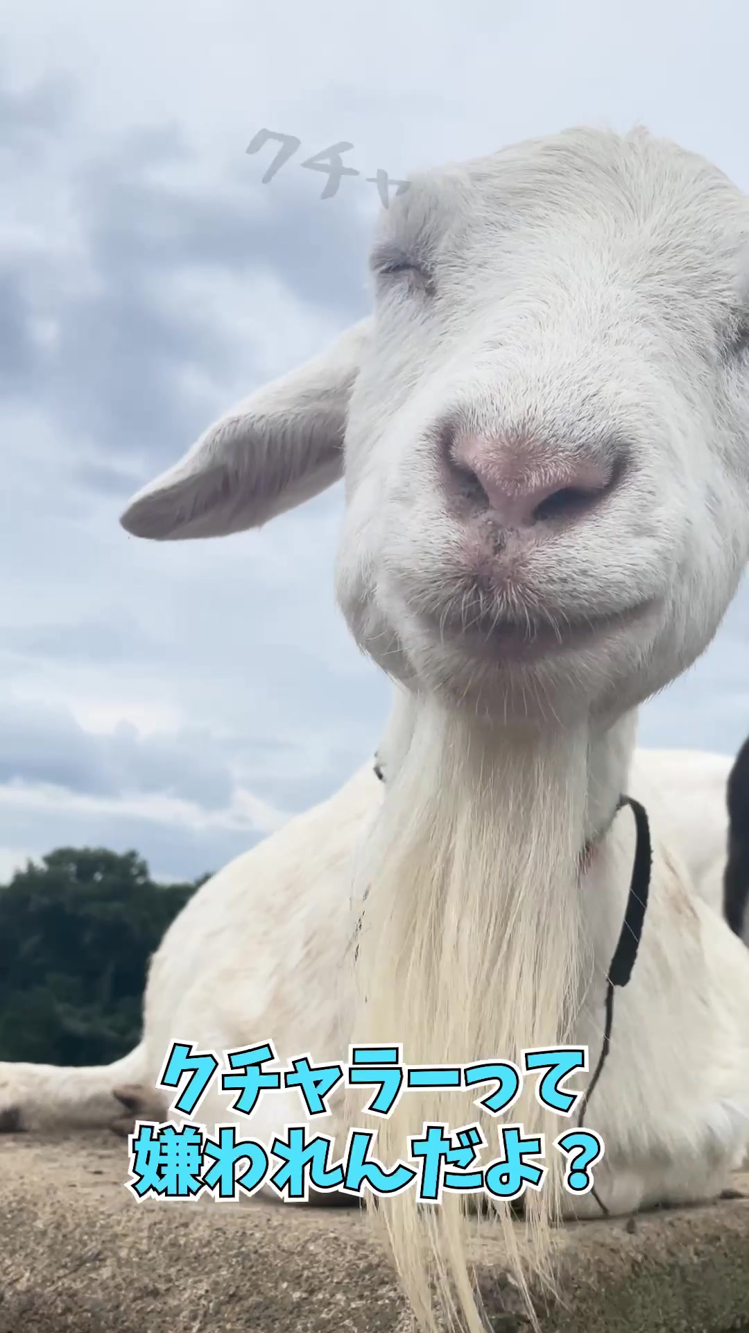 【動画】TikTok②