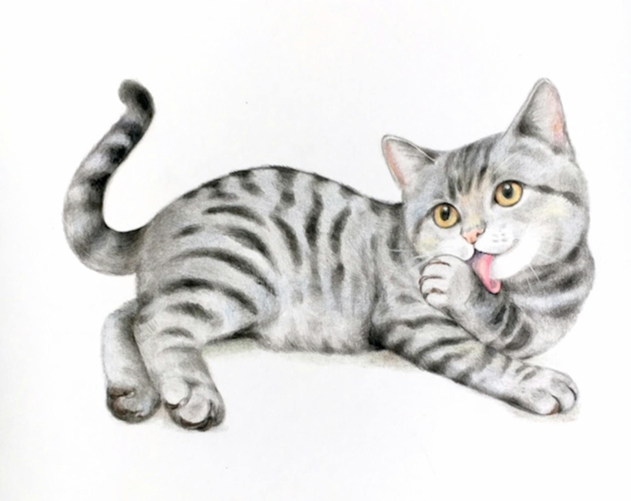 リアル可愛い動物イラスト リアル可愛い動物イラスト