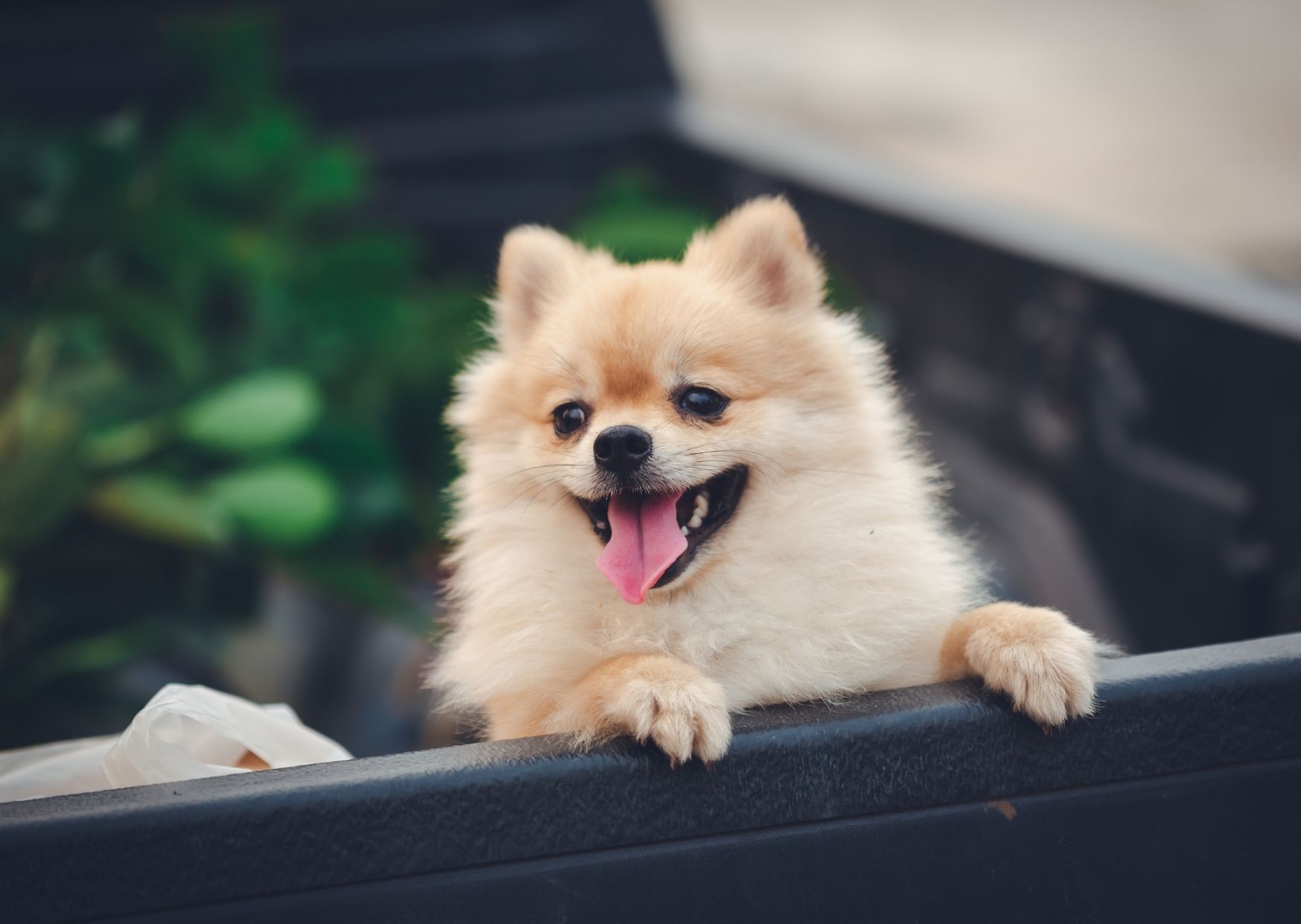 【九州】愛犬と一緒に贅沢な旅行！ペットと泊まれる高級宿7選