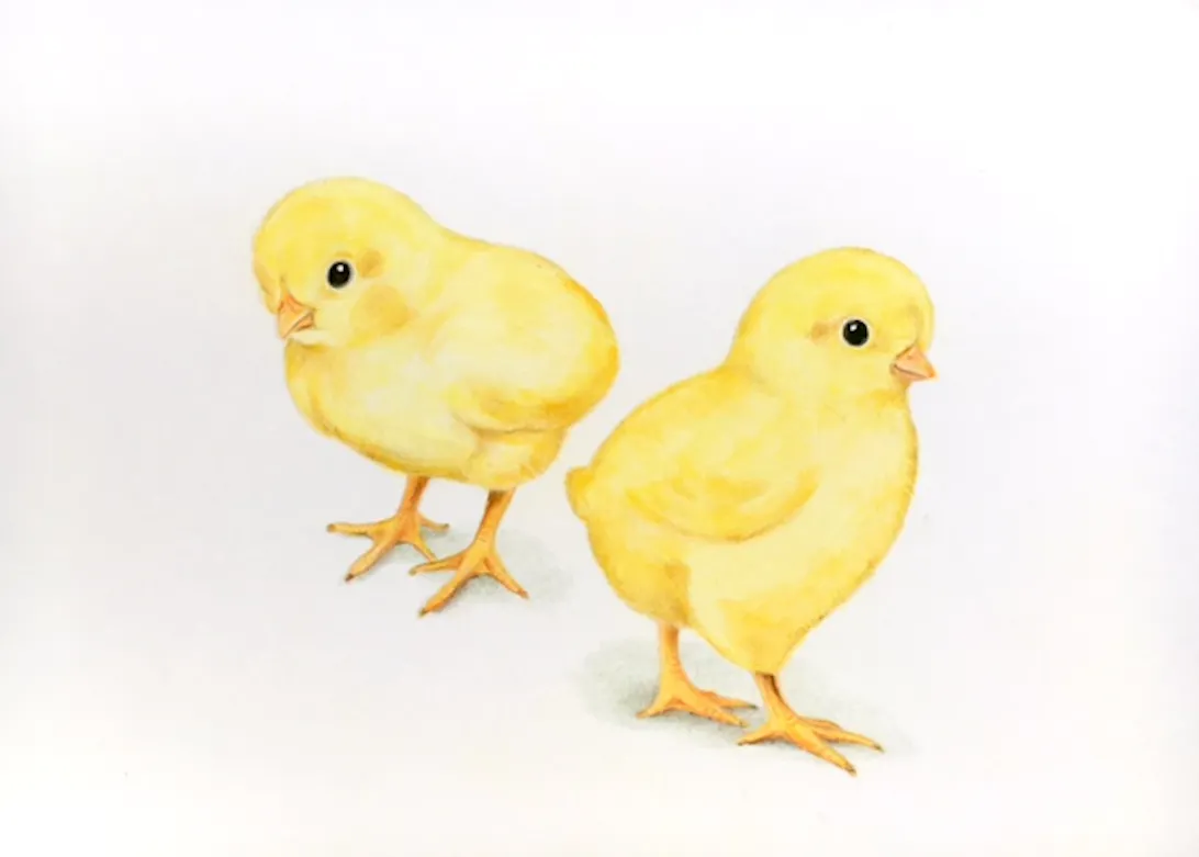 リアル可愛い動物イラスト