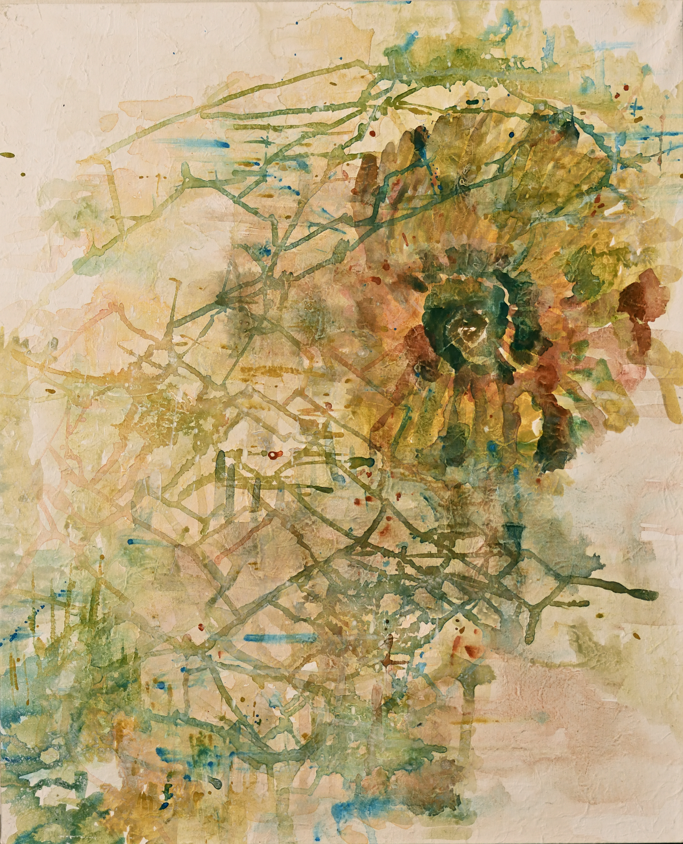 アカントセラス - 火の気質(2024)-1