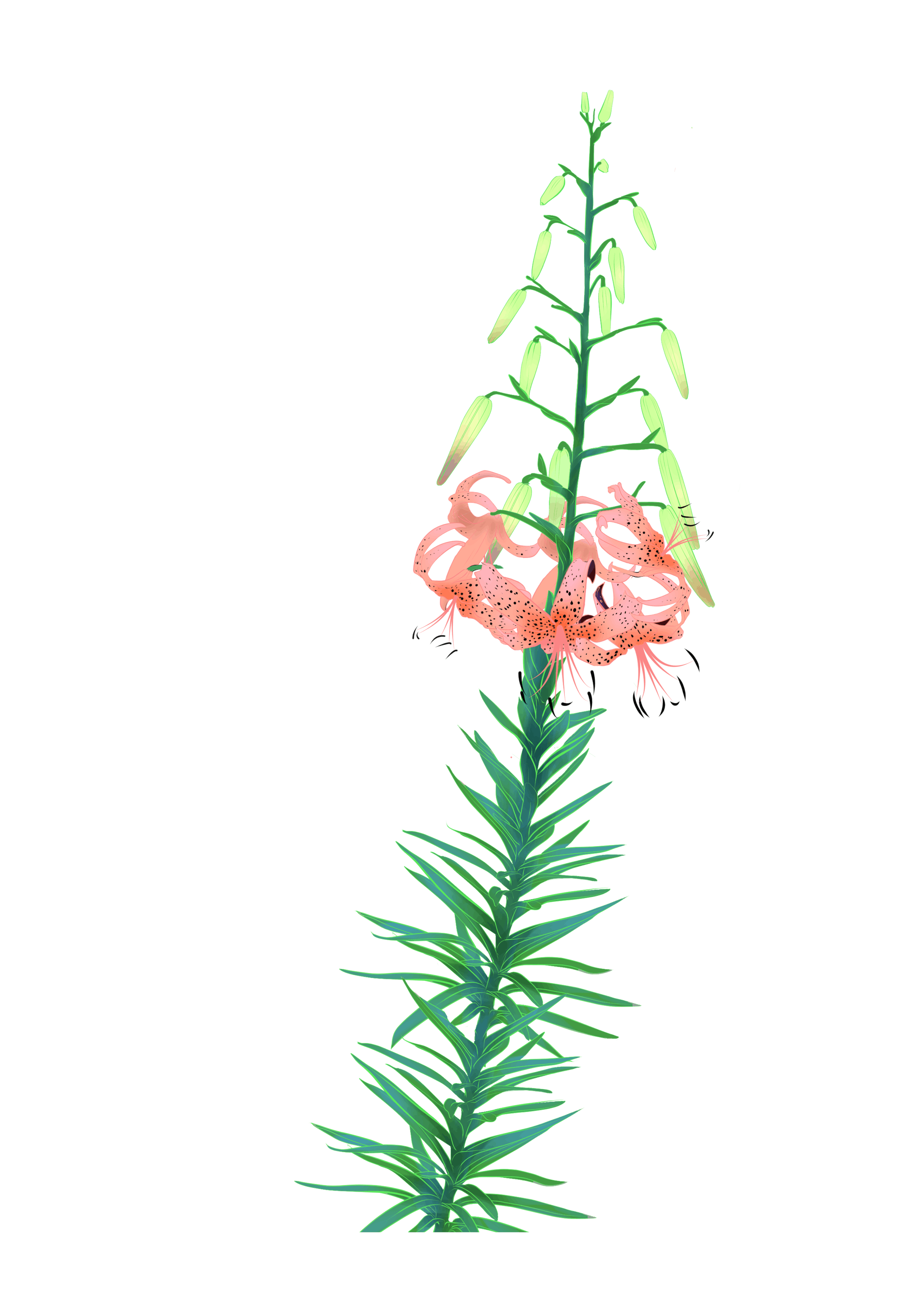ノウゼンカズラ その他花たち ノウゼンカズラ その他花たち